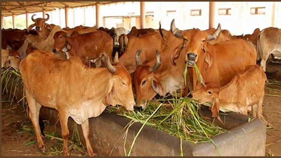 Livestock